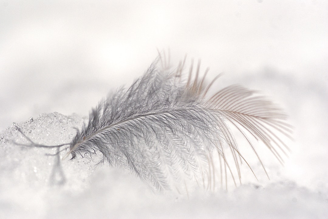 Photo by Wolfgang Hasselmann close-up photo of white feather